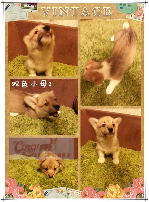 双色母2.jpg