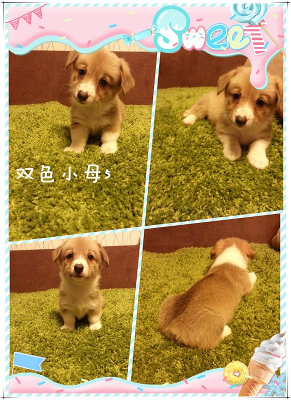双色母5.jpg