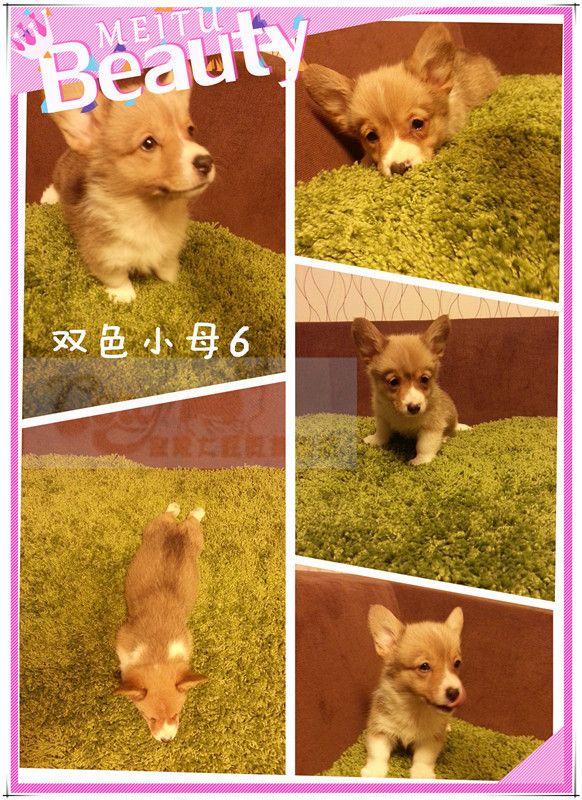 双色母6.jpg