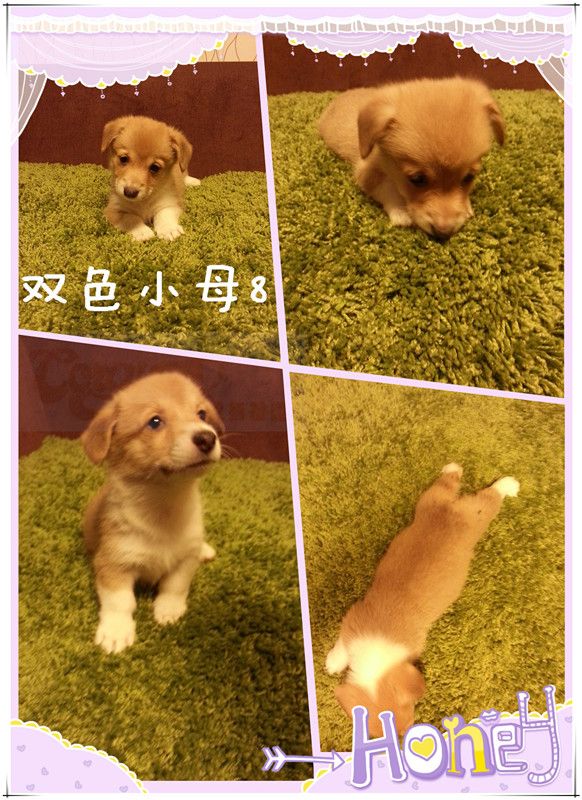 双色母8.jpg
