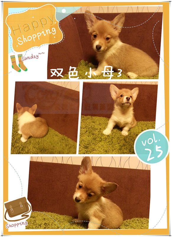 双色小母3.jpg