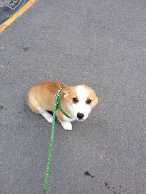 胆怯中