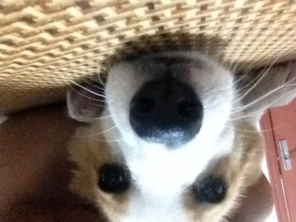 我长，拥有大鼻子了