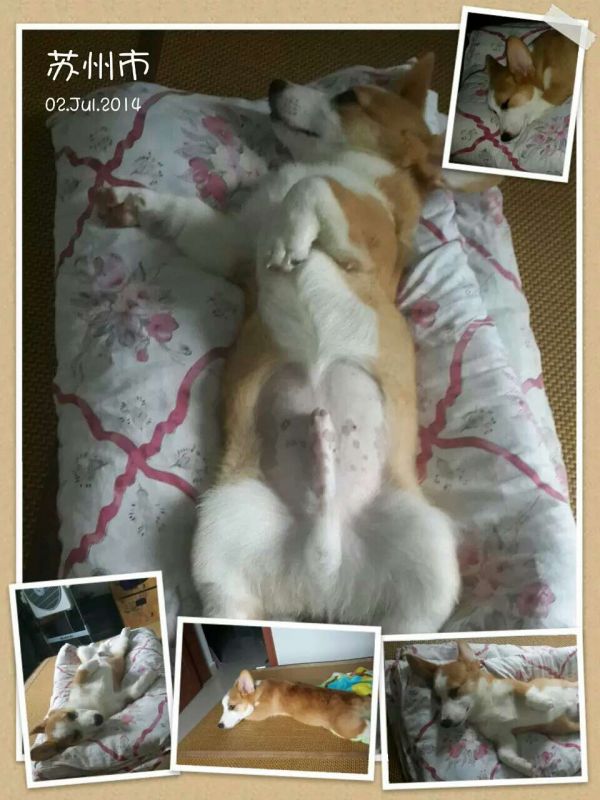 这睡姿销魂