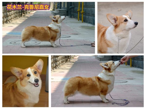 huamulan.jpg