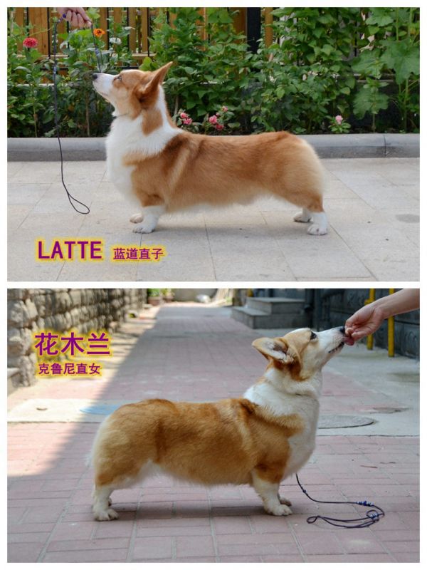 LATTEX花木兰.jpg