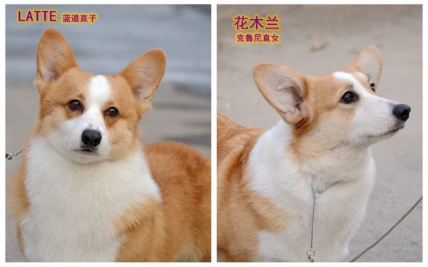 LATTEX花木兰2.jpg