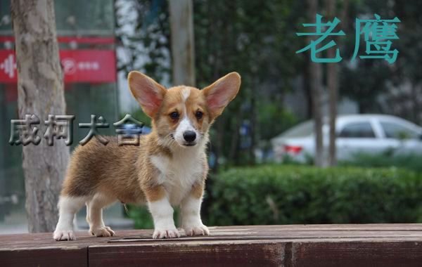 神奇小子孙子---老鹰