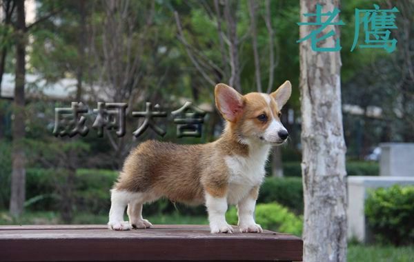 神奇小子孙子---老鹰