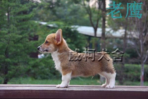 神奇小子孙子---老鹰