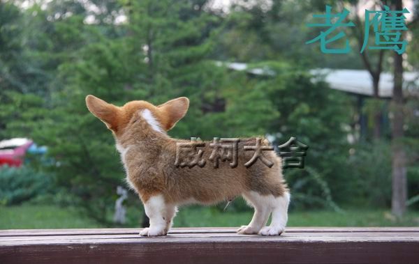 神奇小子孙子---老鹰