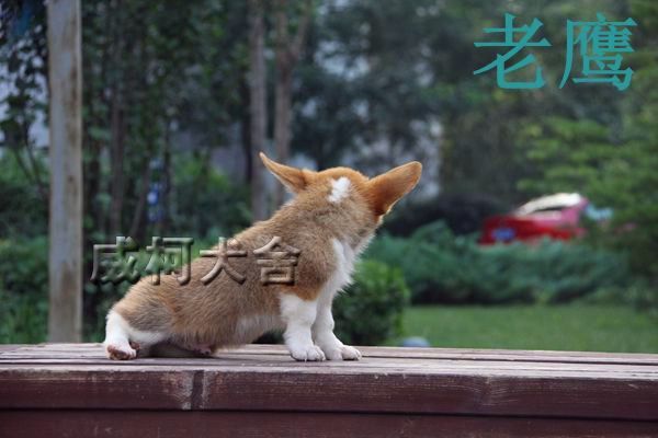 神奇小子孙子---老鹰