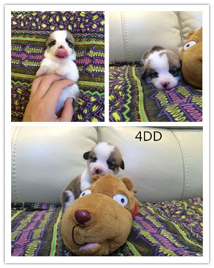 老      4_副本.jpg