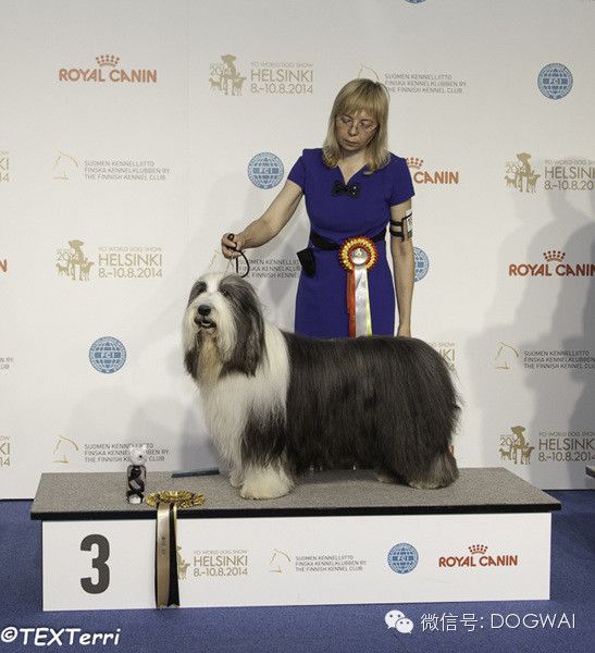 2014FCI 芬兰世界杯犬展牧羊(牧牛)组成绩