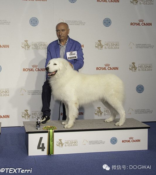 2014FCI 芬兰世界杯犬展牧羊(牧牛)组成绩