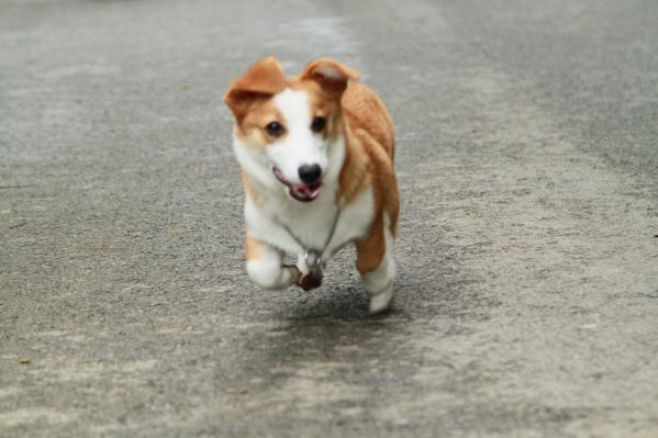 奔跑