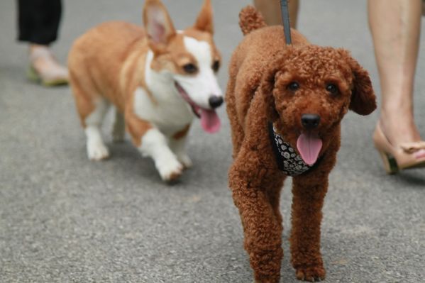 哥哥是开路先锋