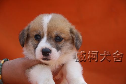 克鲁尼孙子2弟弟......jpg