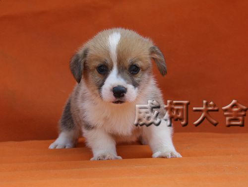 克鲁尼孙子2弟弟。。。.jpg