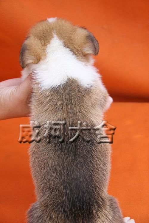 克鲁尼孙子2弟弟....jpg