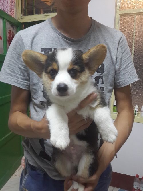 老大近照，已售