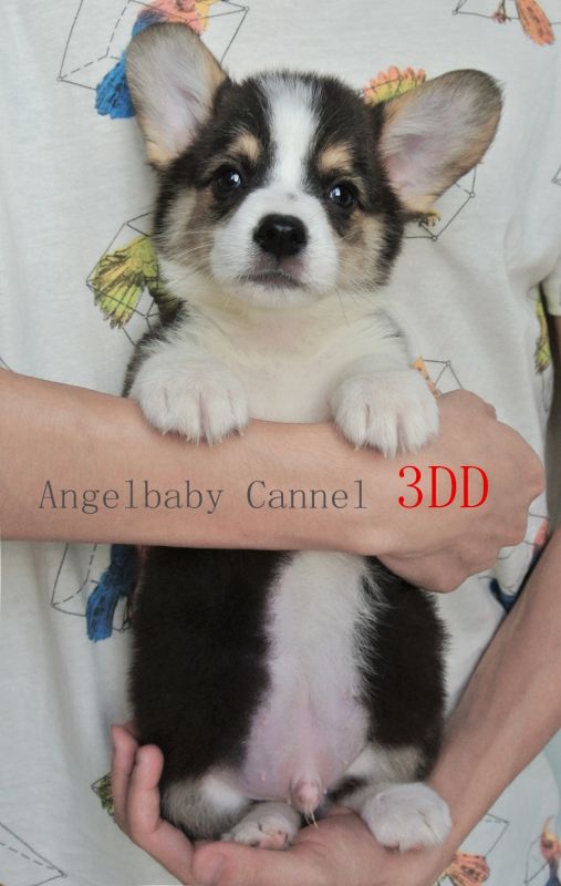 image.jpg
