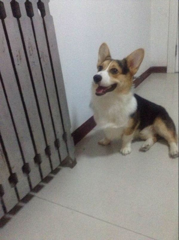 狗爸