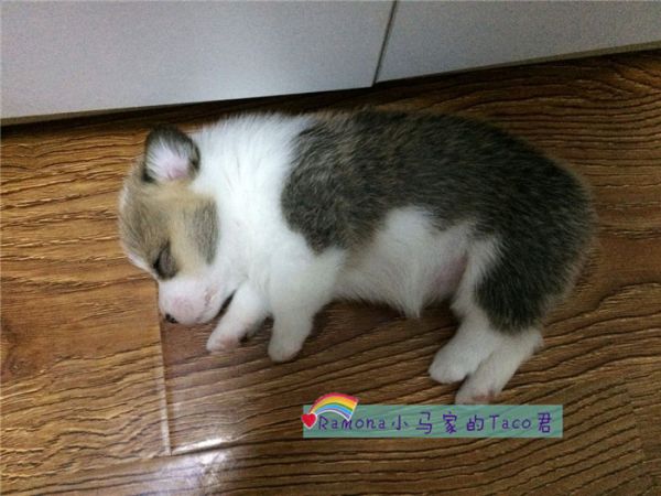 出生不久的taco.jpg