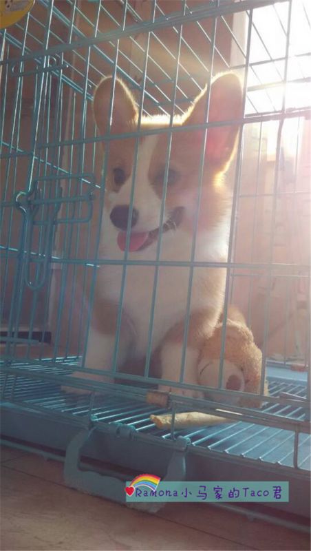 我很乖，天天等待粑粑麻麻