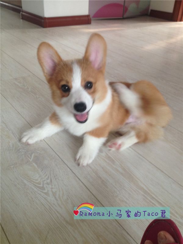 小短腿挠痒痒