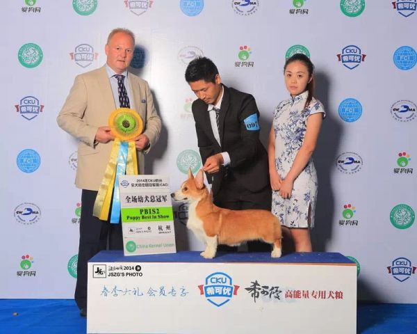 大黄蜂.jpg