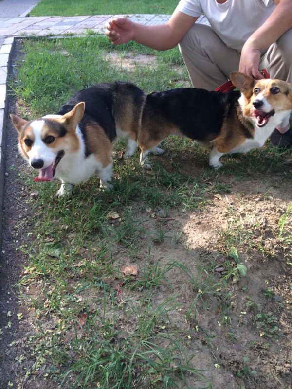 左边是狗爸，右边是狗妈