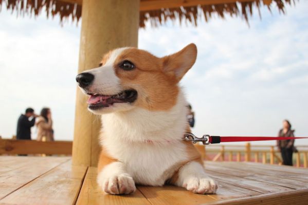 海风你轻轻地吹