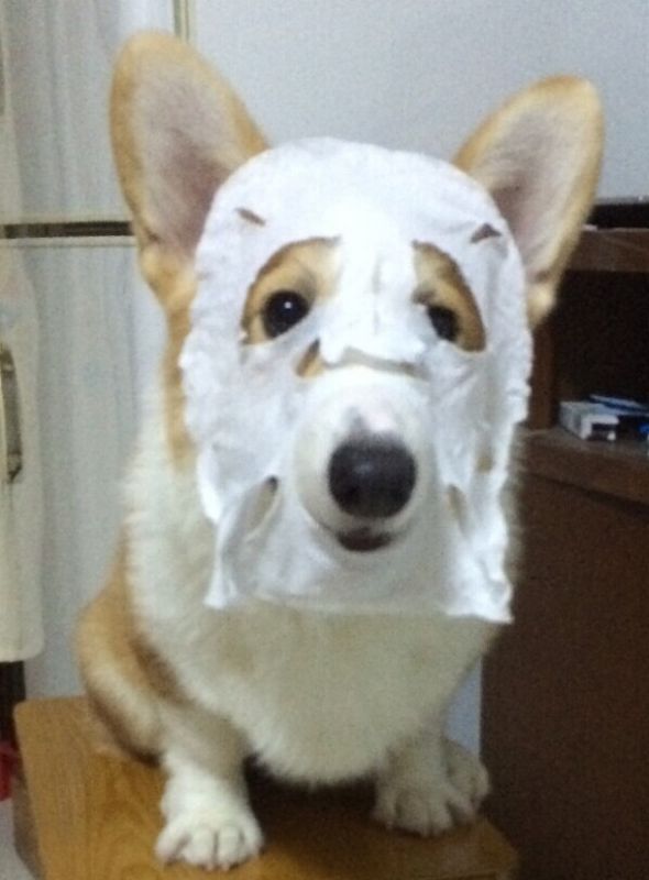蒙面狗