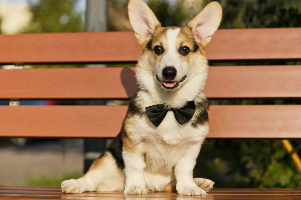 大家好，我叫佑佑，现在五个月大了