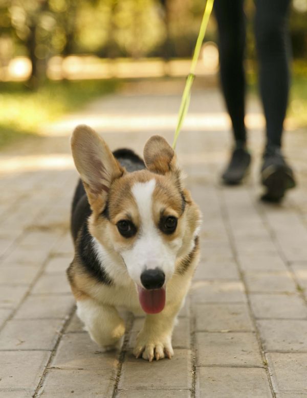 我要做个风一样的美男子