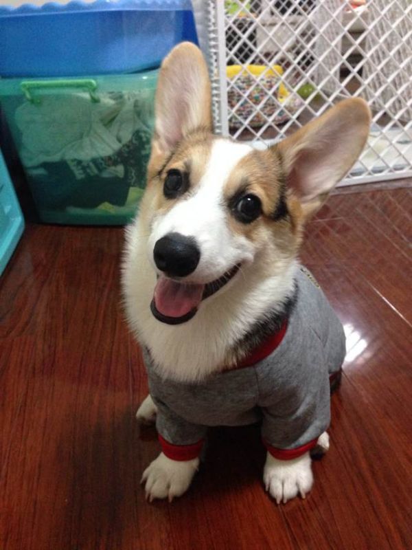 我最拿手的技能：卖萌~