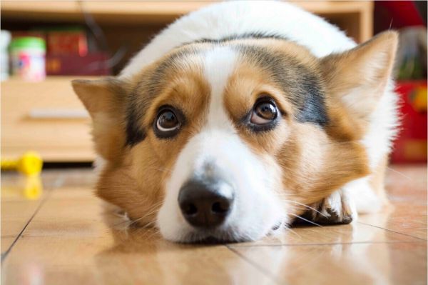 这么好的天气还不带我出去玩啊