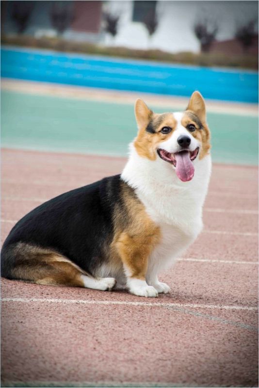 塑胶跑道真舒服