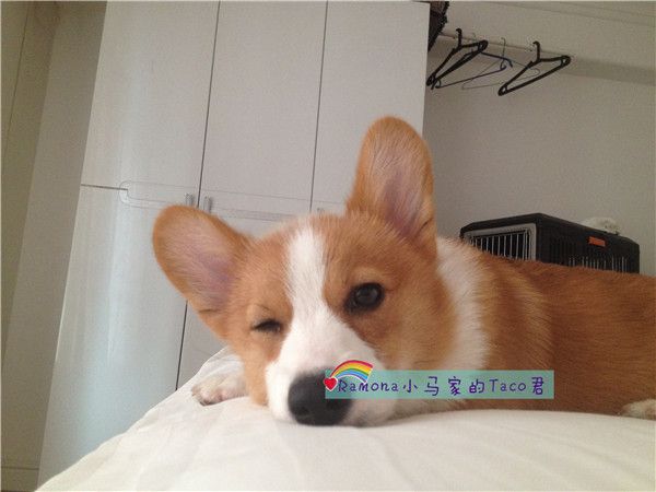 宾馆床上做一名安静的美男子