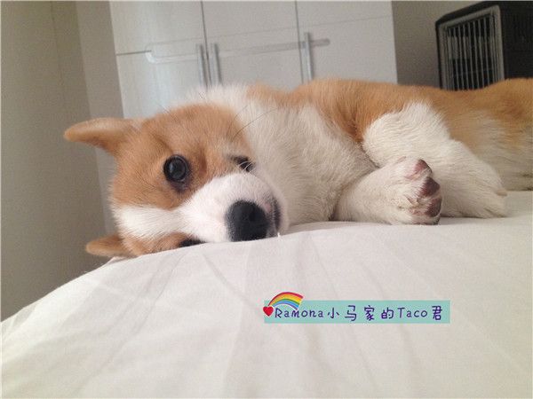 宾馆床上做一名安静的美男子