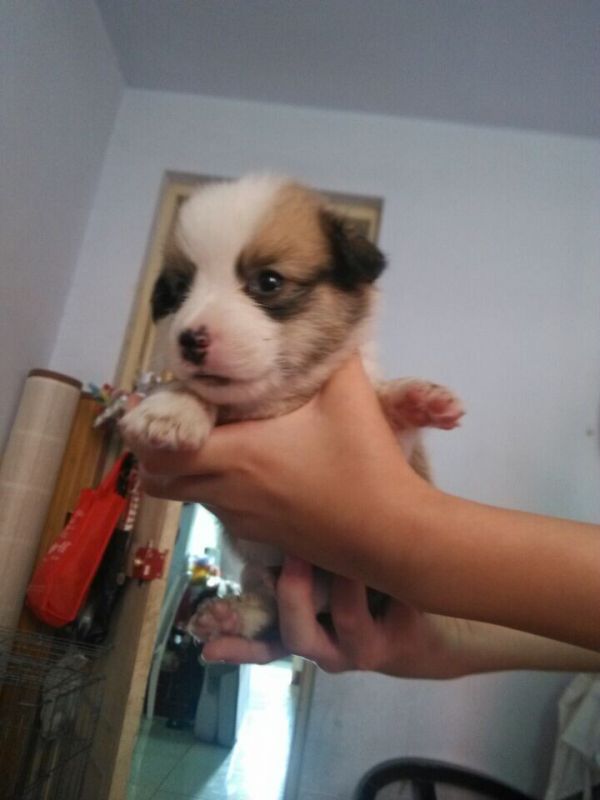 幼犬_副本.jpg