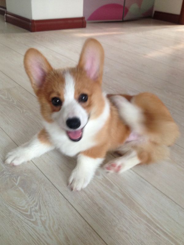 taco小短腿挠痒痒