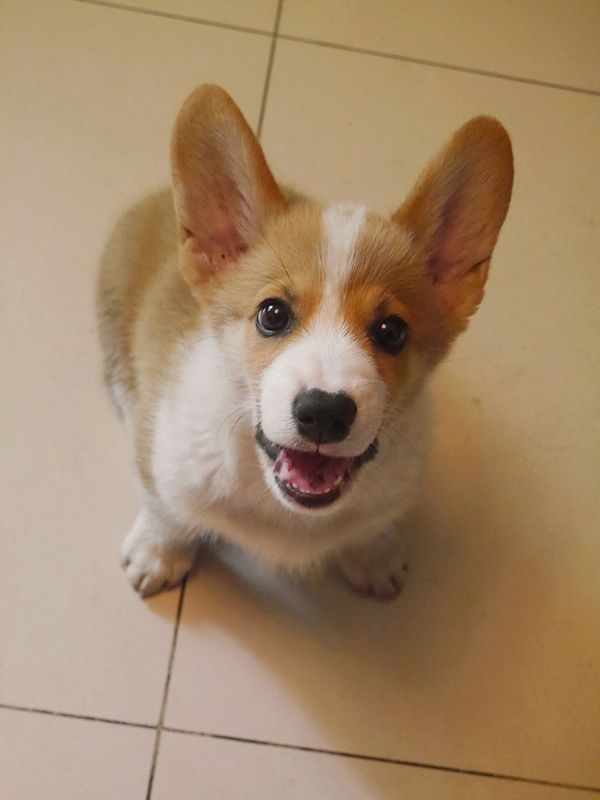 两个多月的小天天=3=