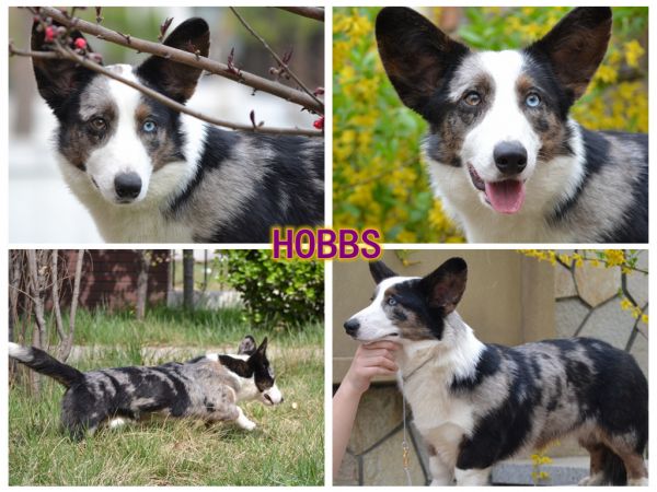 HOBBS.jpg