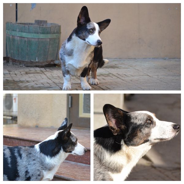hobbs.jpg
