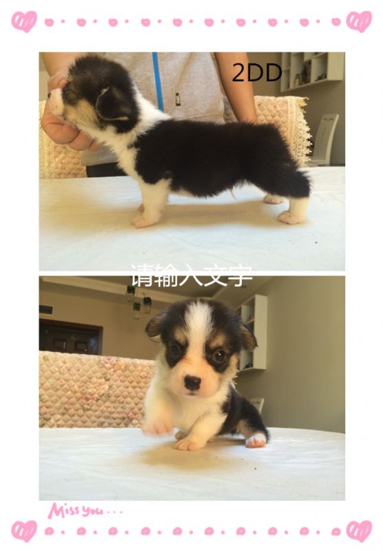 2DD   .jpg