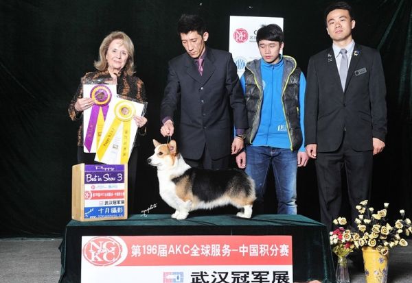 狗爸爸