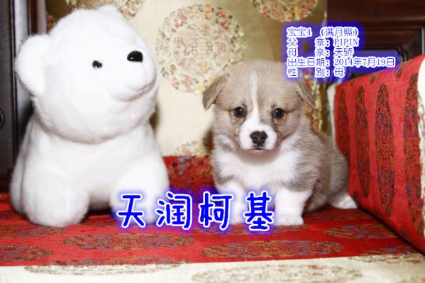 4母.jpg