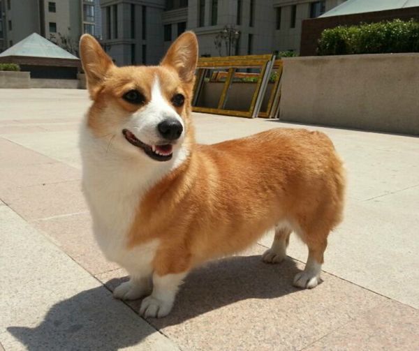 吉吉2.jpg